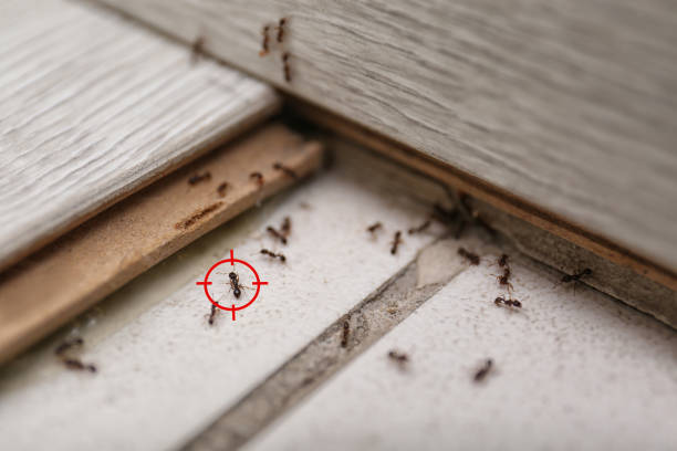 Best Rat Extermination Near Me  in Pasadena, MD