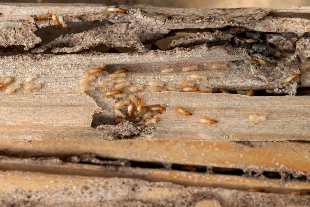 Professional Pest Control in Pasadena, MD