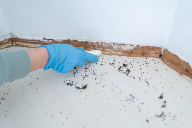 Best Residential Pest Control  in Pasadena, MD